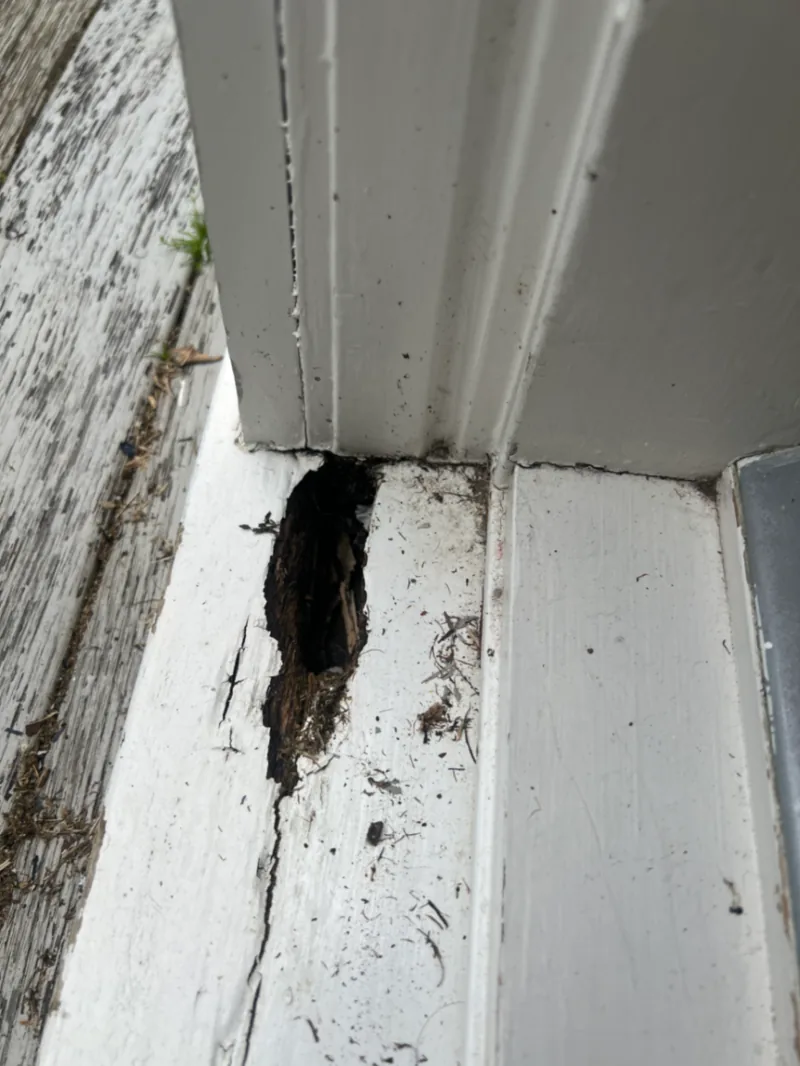 Damaged exterior timber with a deep area of decay exposed beneath old paint